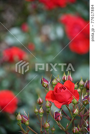 谷津のバラ 77617884