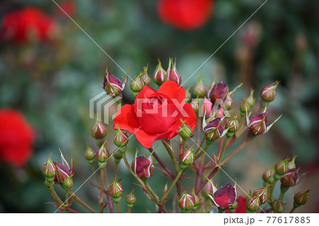 谷津のバラ 77617885