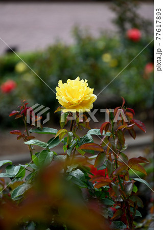 谷津のバラ 77617893