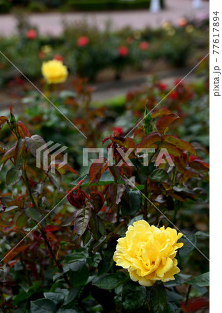 谷津のバラ 谷津のバラ 77617894