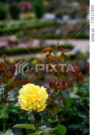 谷津のバラ 77617895