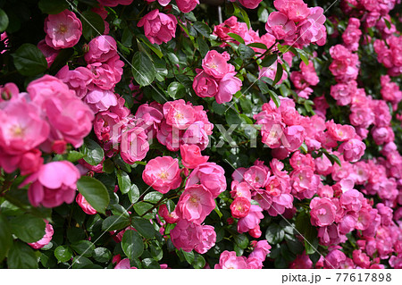 谷津のバラ 谷津のバラ 77617898