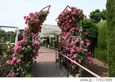 谷津のバラ 谷津のバラ 77617899