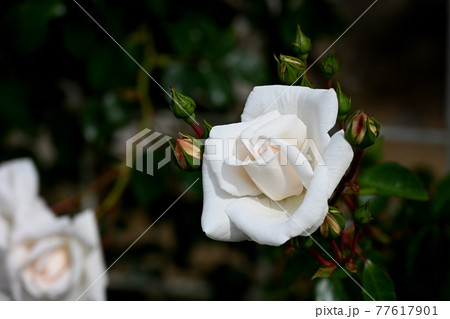 谷津のバラ 谷津のバラ 77617901