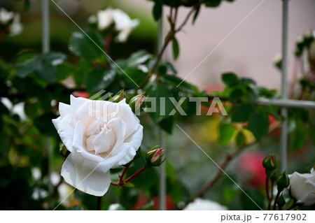 谷津のバラ 谷津のバラ 77617902