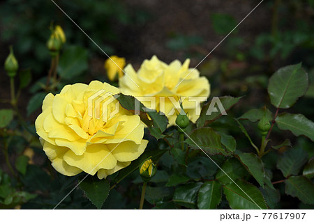 谷津のバラ 谷津のバラ 77617907