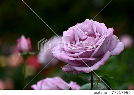 谷津のバラ 77617966