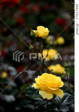 谷津のバラ 77617980