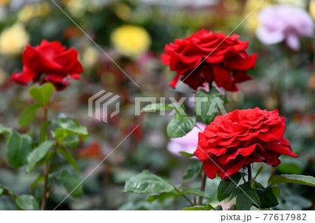 谷津のバラ 77617982