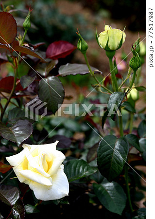 谷津のバラ 谷津のバラ 77617987