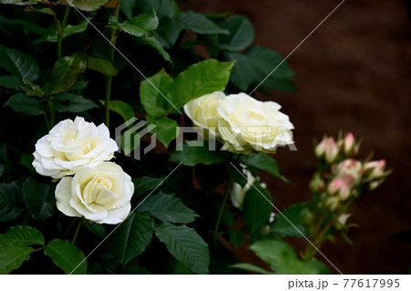 谷津のバラ 谷津のバラ 77617995