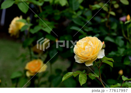 谷津のバラ 谷津のバラ 77617997