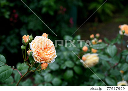 谷津のバラ 谷津のバラ 77617999