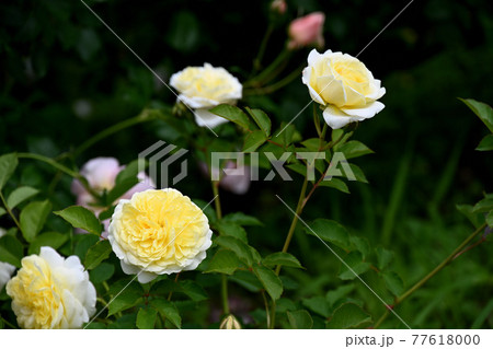 谷津のバラ 谷津のバラ 77618000