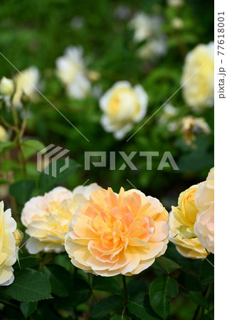 谷津のバラ 谷津のバラ 77618001