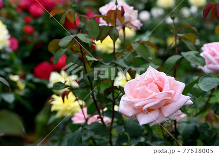 谷津のバラ 77618005