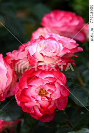 谷津のバラ 谷津のバラ 77618009