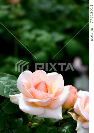 谷津のバラ 谷津のバラ 77618011