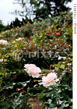 谷津のバラ 谷津のバラ 77618031