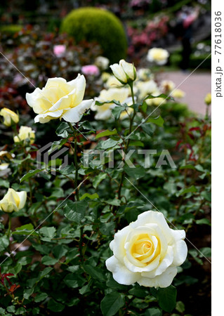 谷津のバラ 谷津のバラ 77618036