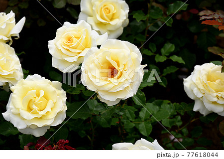 谷津のバラ 谷津のバラ 77618044