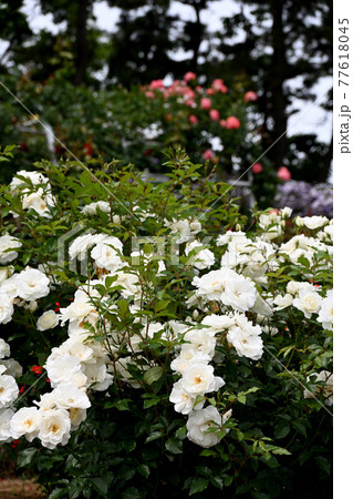 谷津のバラ 谷津のバラ 77618045