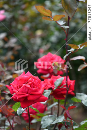 谷津のバラ 77618047