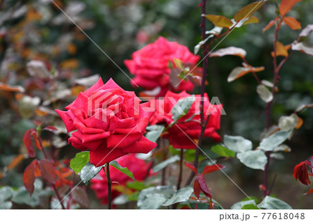 谷津のバラ 谷津のバラ 77618048