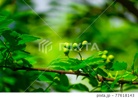 山椒の実と葉 山椒の実と葉 77618143