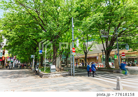 東京 府中市 けやき並木通り 東京 府中市 けやき並木通り 77618158