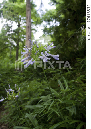 アガパンサス（紫君子蘭）の花が咲いています。学名はAgapanthusです。 77618359