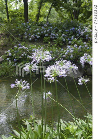 アガパンサス（紫君子蘭）の花が咲いています。学名はAgapanthusです。 77618362