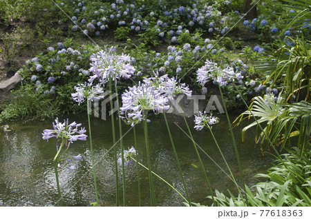 アガパンサス（紫君子蘭）の花が咲いています。学名はAgapanthusです。 77618363