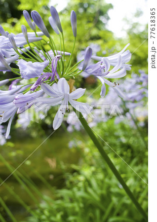 アガパンサス(紫君子蘭)の花が咲いています。学名はAgapanthusです。 アガパンサス(紫君子蘭)の花が咲いています。学名はAgapanthusです。 77618365