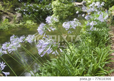 アガパンサス(紫君子蘭)の花が咲いています。学名はAgapanthusです。 アガパンサス(紫君子蘭)の花が咲いています。学名はAgapanthusです。 77618366