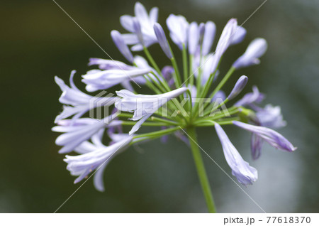 アガパンサス(紫君子蘭)の花が咲いています。学名はAgapanthusです。 アガパンサス(紫君子蘭)の花が咲いています。学名はAgapanthusです。 77618370