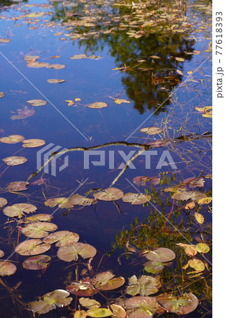 黒沢湿原の池に映る枝と木立 77618393