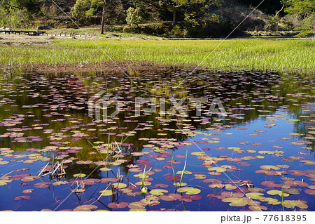 初夏の黒沢湿原 77618395