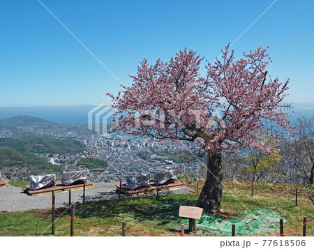 小樽 天狗山の天狗桜 小樽 天狗山の天狗桜 77618506