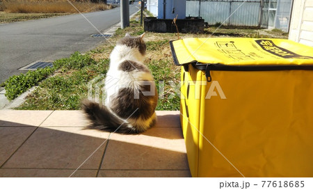 宅配ボックスと一緒に荷物を待つ猫 宅配ボックスと一緒に荷物を待つ猫 77618685