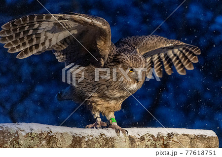 森の神 シマフクロウ 森の神 シマフクロウ 77618751