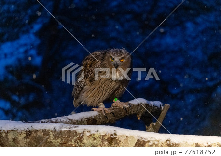 森の神　シマフクロウ 77618752