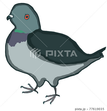 カワラバト（ドバト）のイラスト 77619035