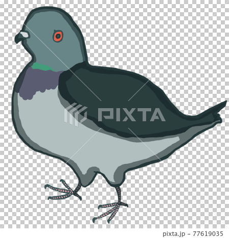 カワラバト（ドバト）のイラスト 77619035