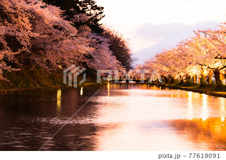 青森県弘前市弘前城の満開の夜桜 夕闇が堀を幻想的なピンクで染め上げる 青森県弘前市弘前城の満開の夜桜 夕闇が堀を幻想的なピンクで染め上げる 77619091