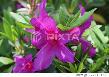 春の公園に咲くツツジのピンク色の花 77619135