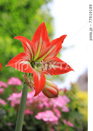 アマリリス(朱頂欄 シュチョウラン) アマリリス(朱頂欄 シュチョウラン) 77619189