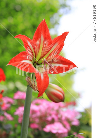 アマリリス(朱頂欄 シュチョウラン) アマリリス(朱頂欄 シュチョウラン) 77619190