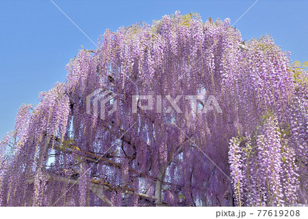 柳川市・中山大藤 柳川市・中山大藤 77619208