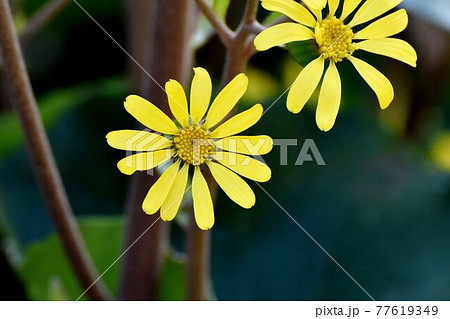 三鷹市中原に咲く黄色いツワブキの花 77619349